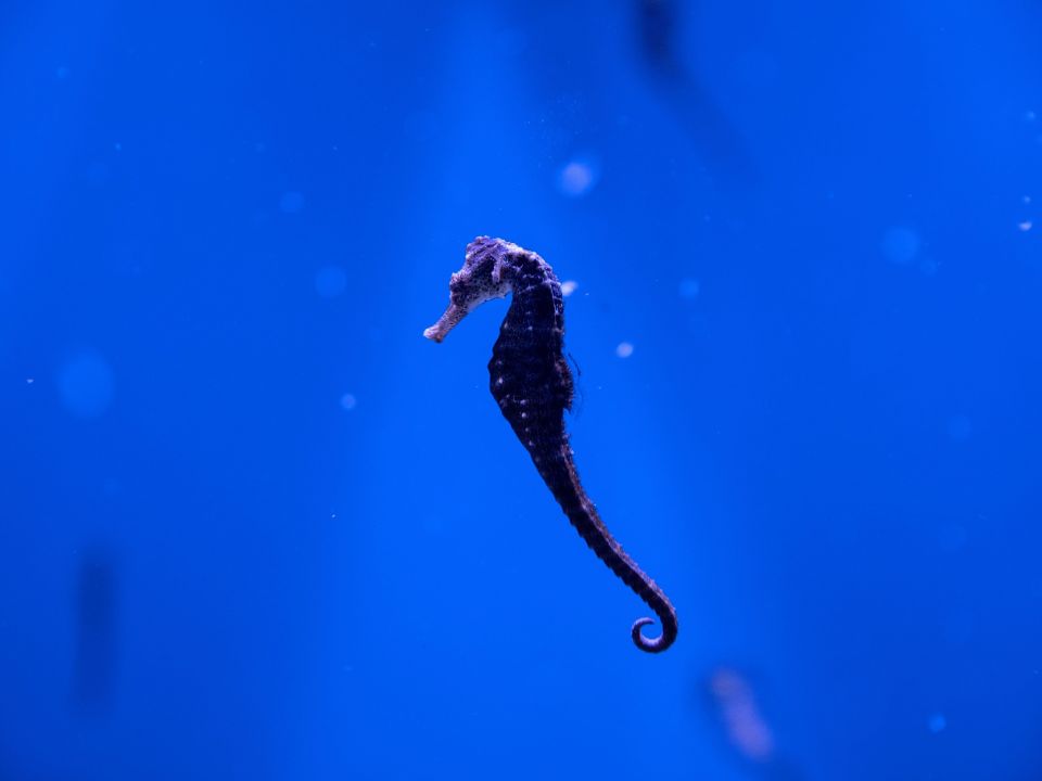 Caballito de mar
