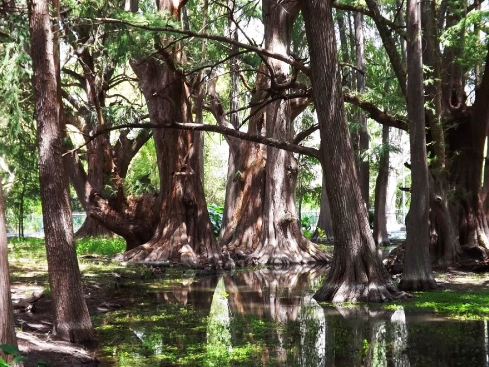 Parque Nacional el Sabinal