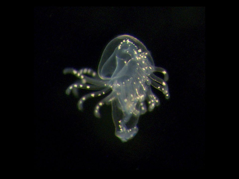 Larva de foronídeo