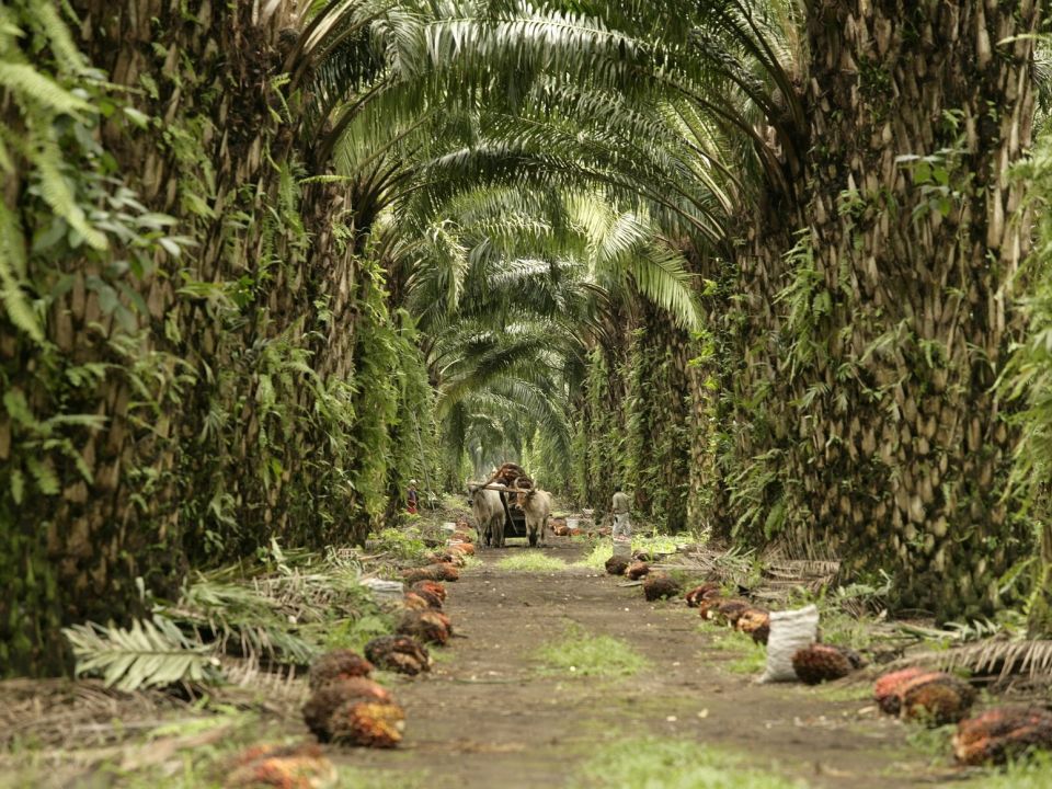 Plantación de palma