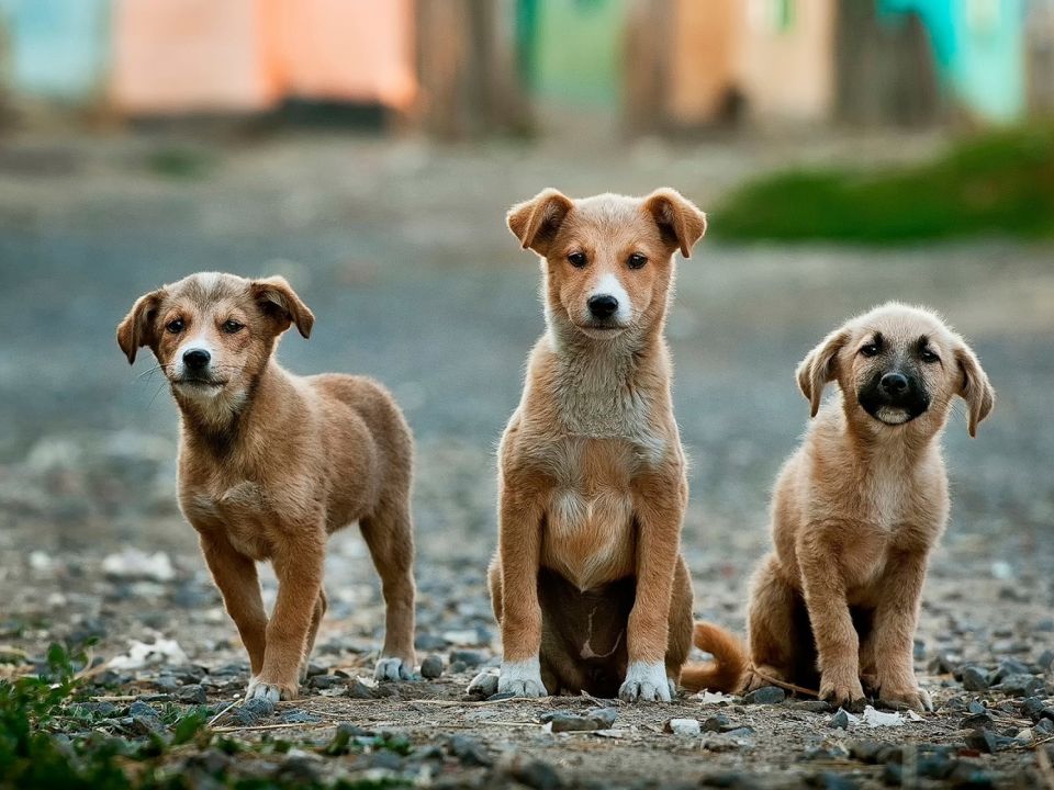 Perros cachorros