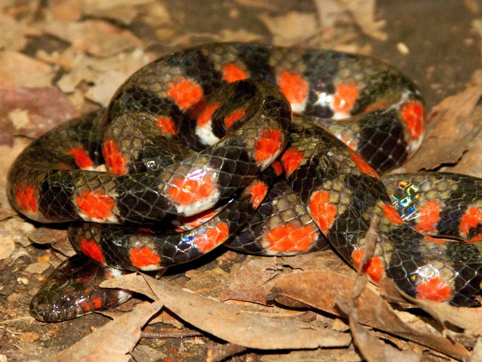 Serpiente de agua neotropical Hydrops triangularis.