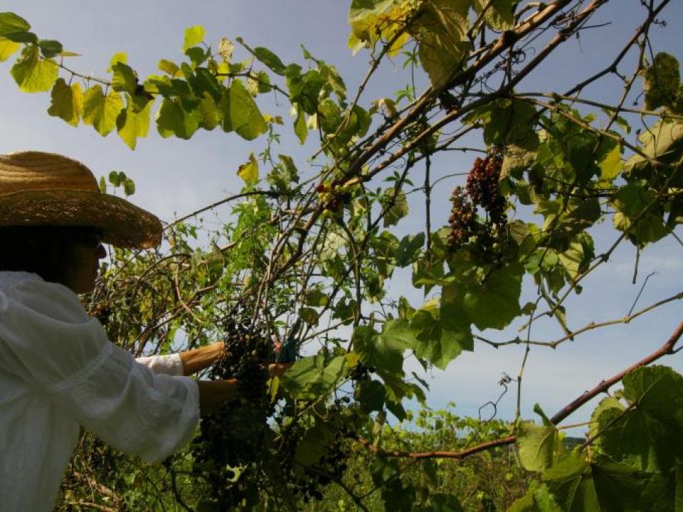 Agricultora