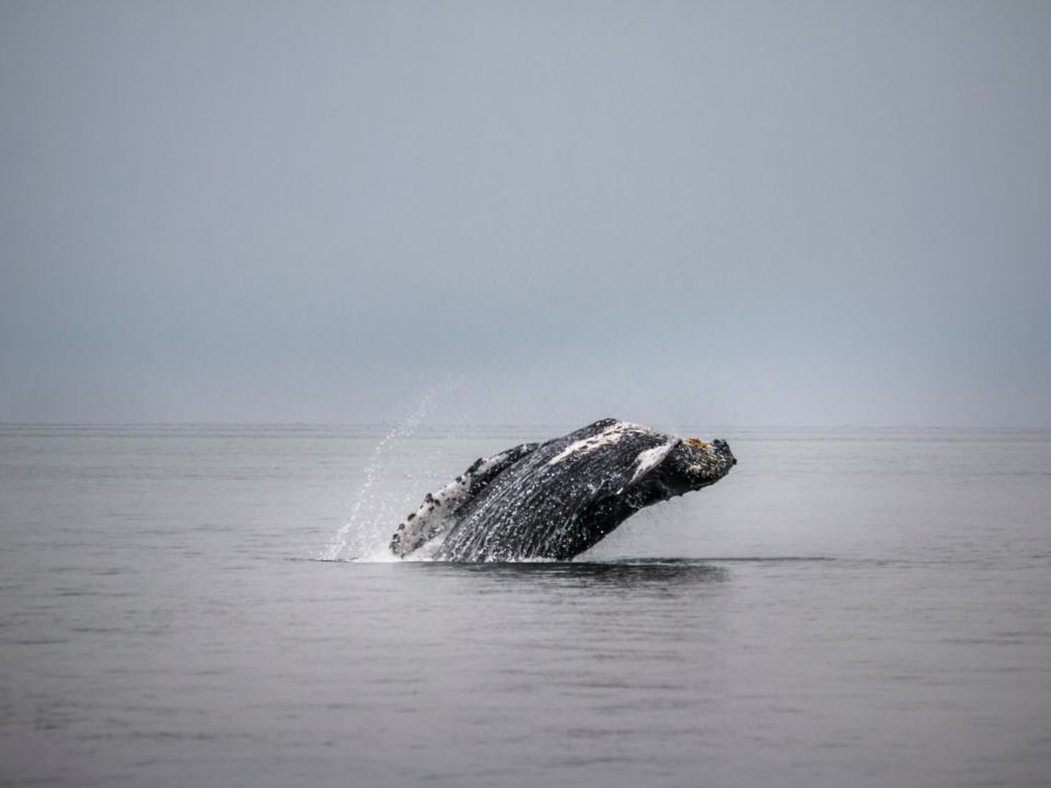 Ballena gris