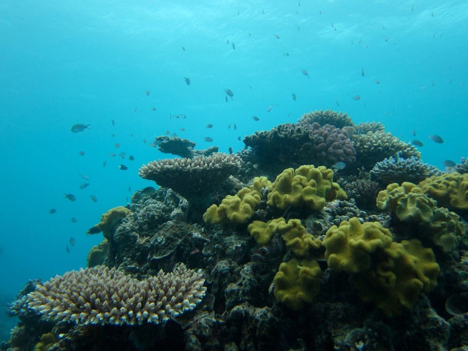 Gran Barrera Coralina