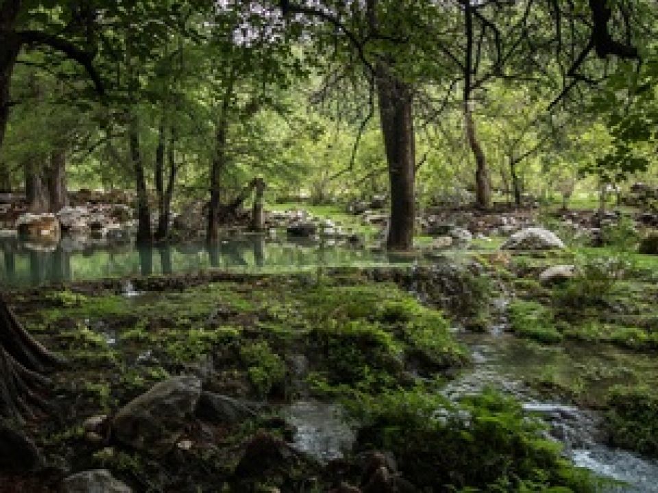 Bosque en Puebla