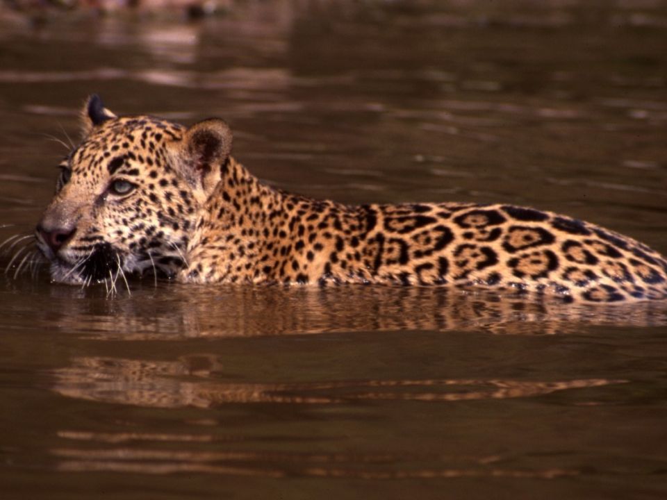 Jaguar