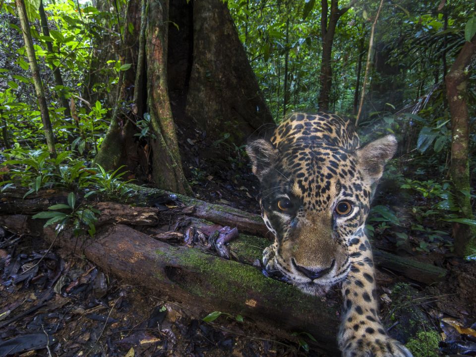 Jaguar en Guayana