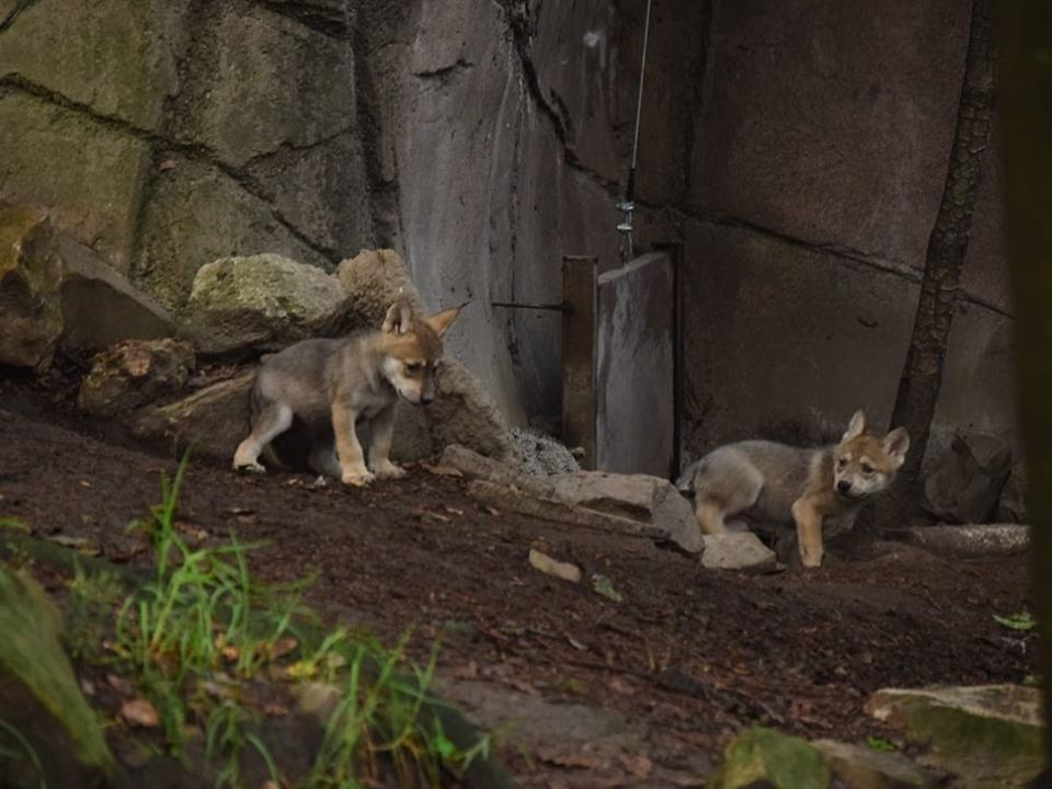 Nace camada de lobos mexicanos en Zoológico de Chapultepec