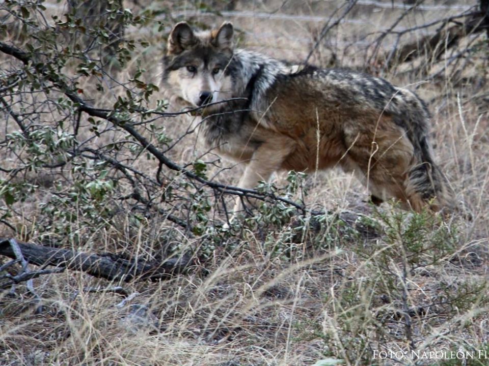 Lobo mexicano