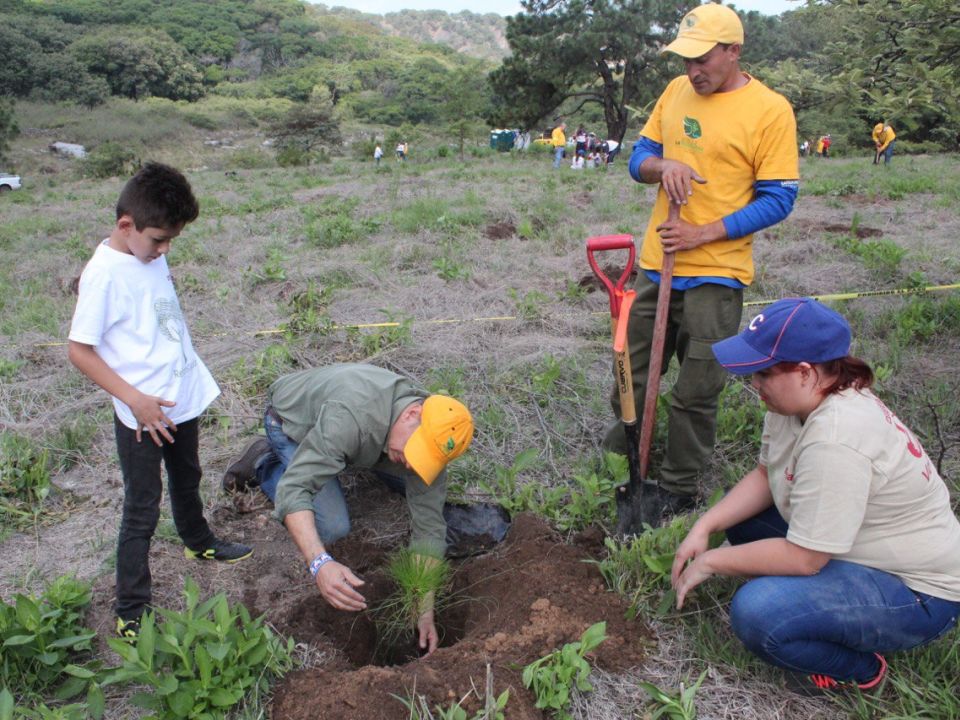 Reforestación