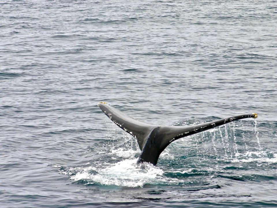 Ballena