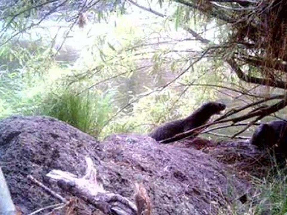Nutria de río
