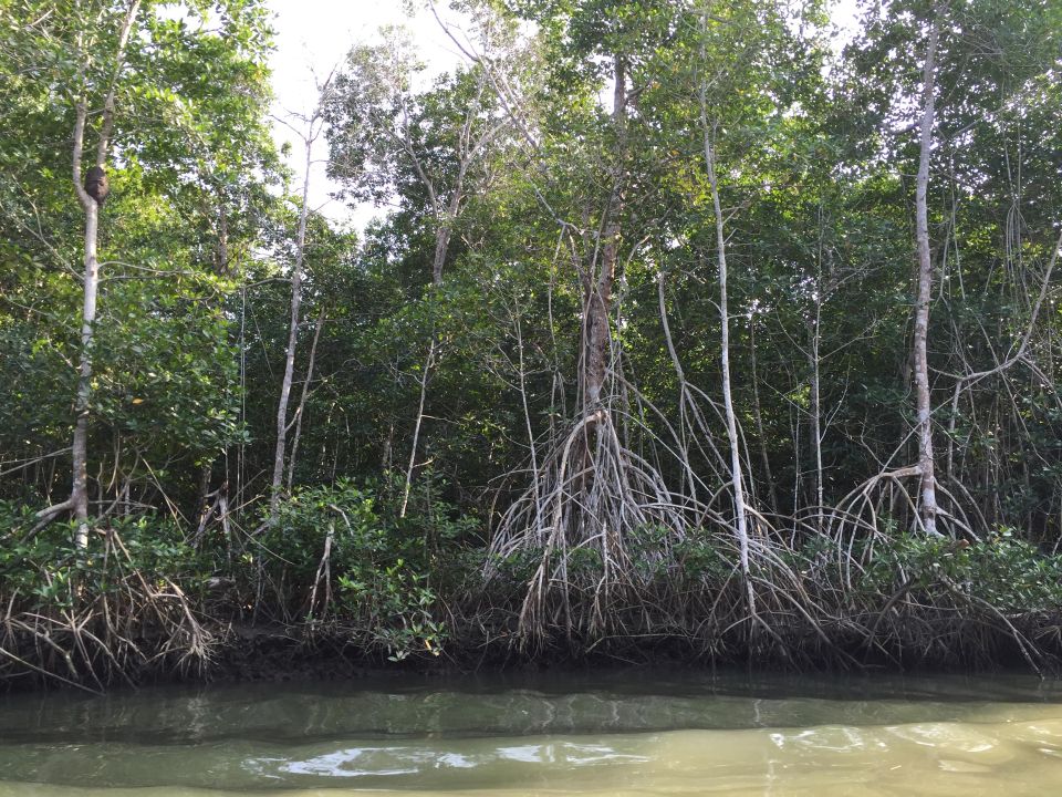 Manglar