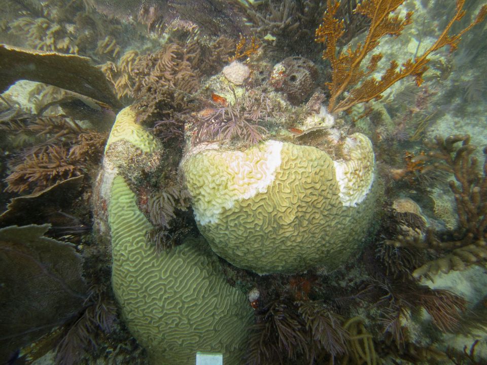 Corales