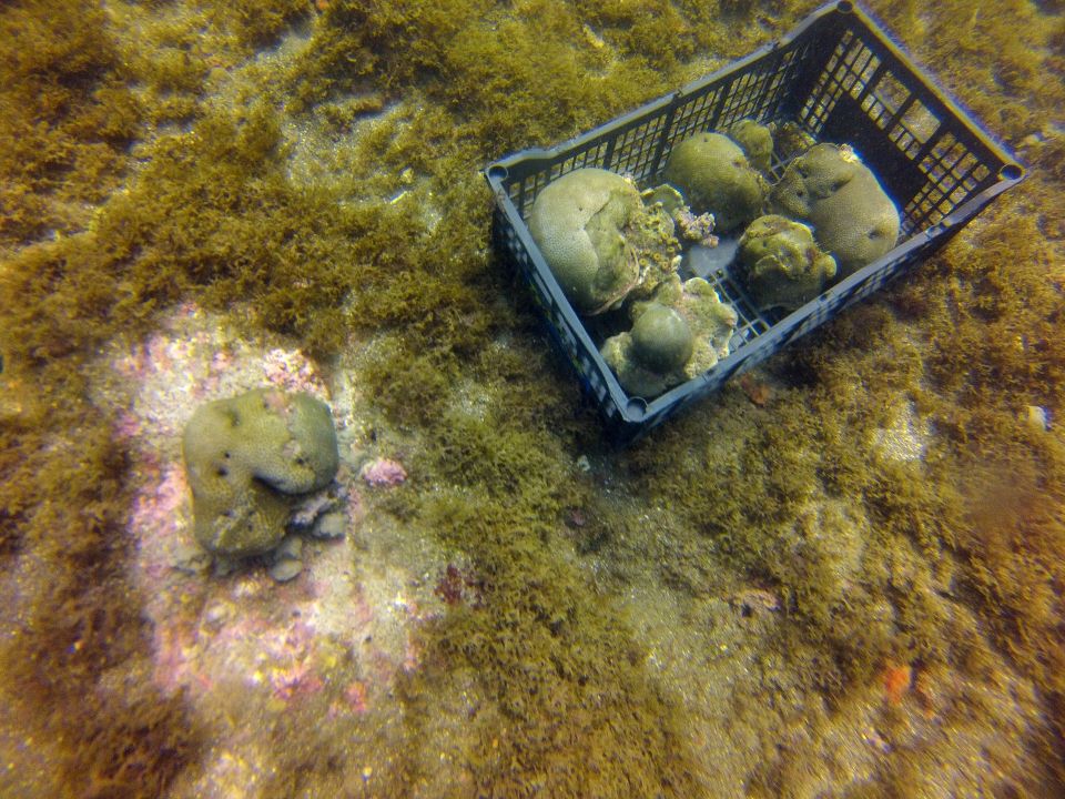 Corales enfermos de Síndrome blanco