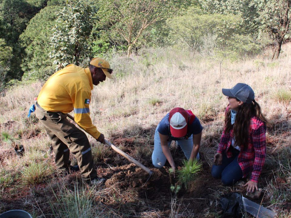 Reforestación