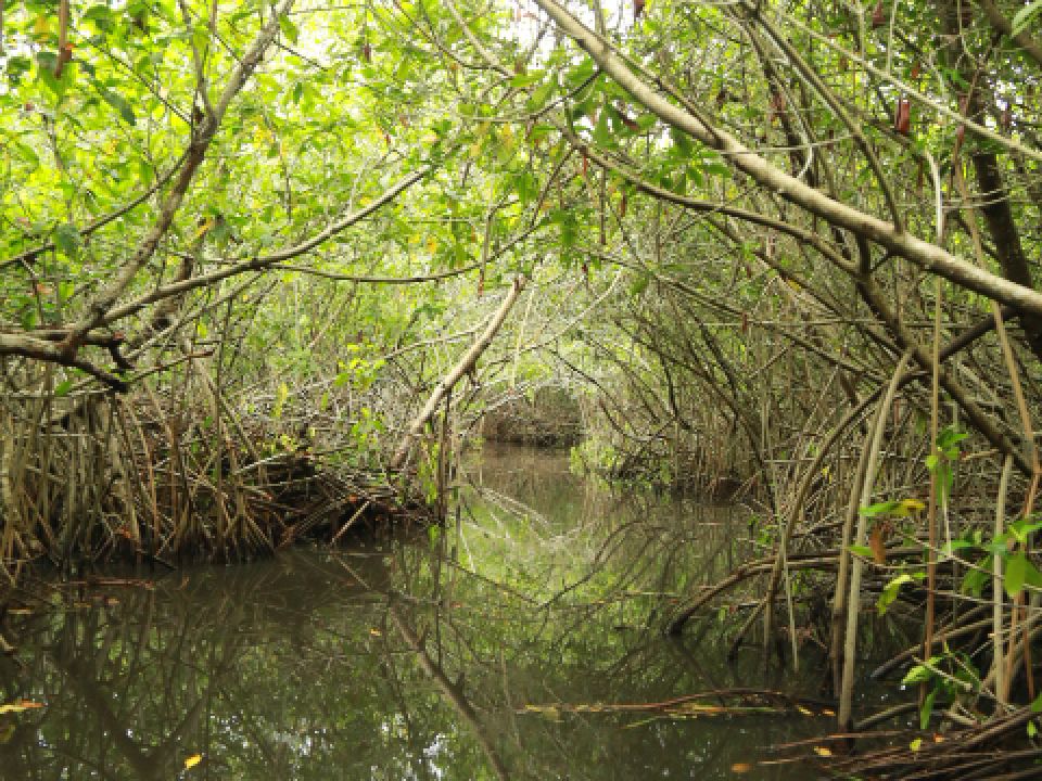 Manglar