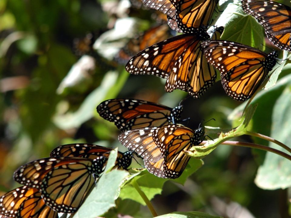 Mariposa monarca