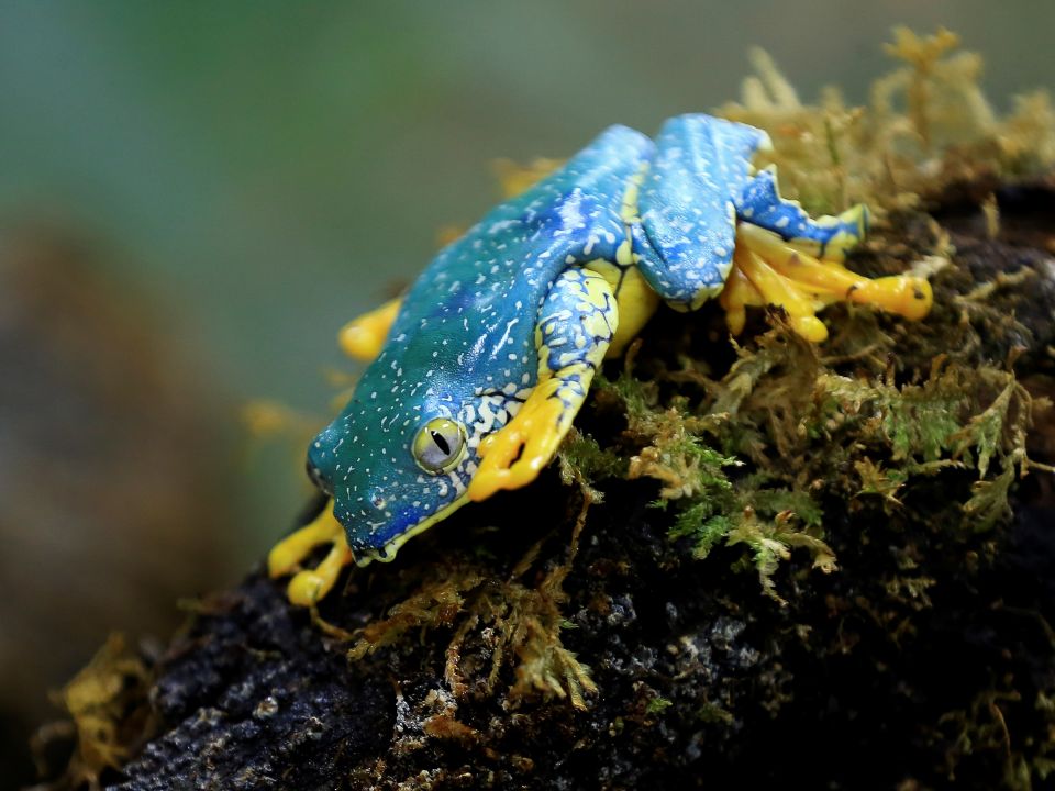 Rana