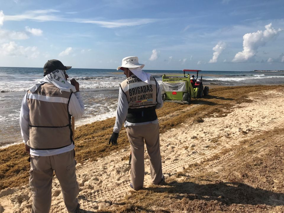 Sargazo en Cancún