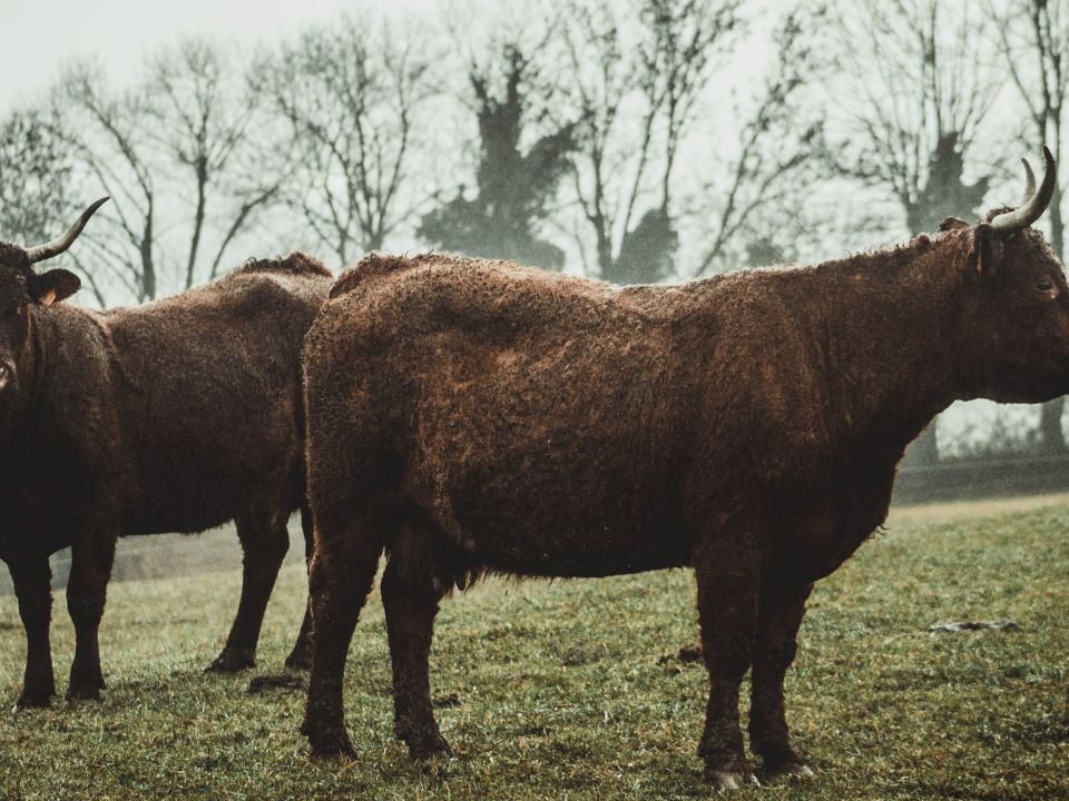 Toros