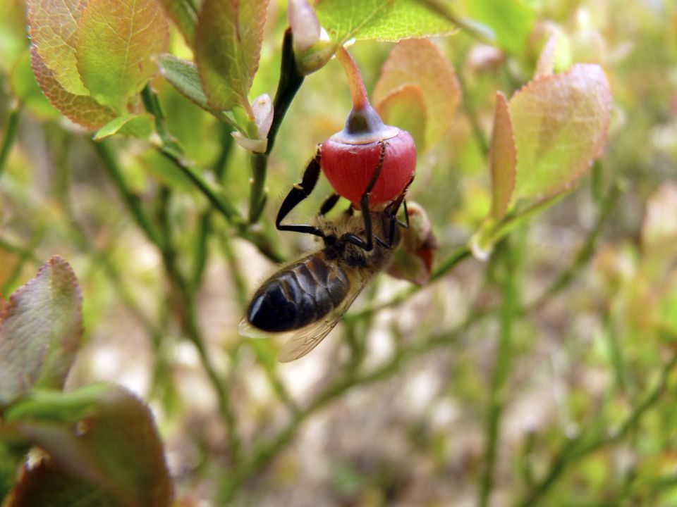 Abeja melífera