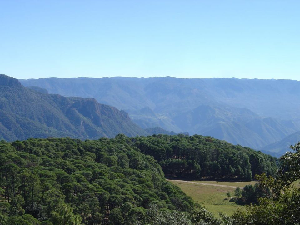 Bosques de Durango