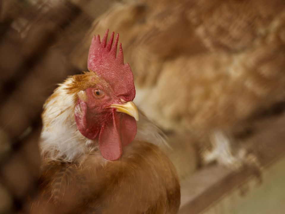 Gallo