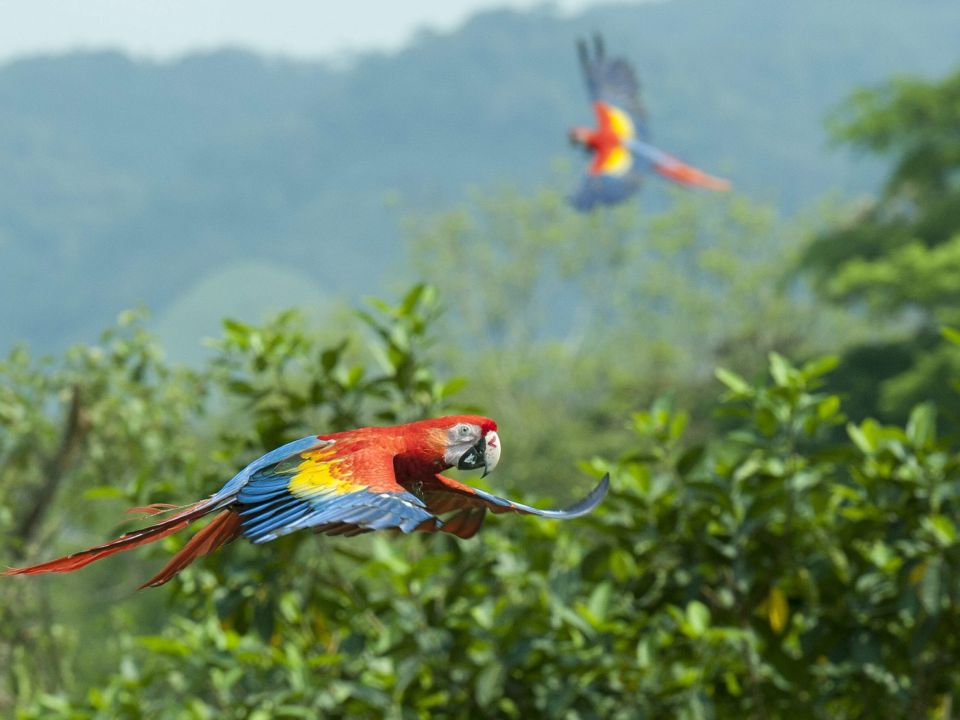 Guacamayas rojas 