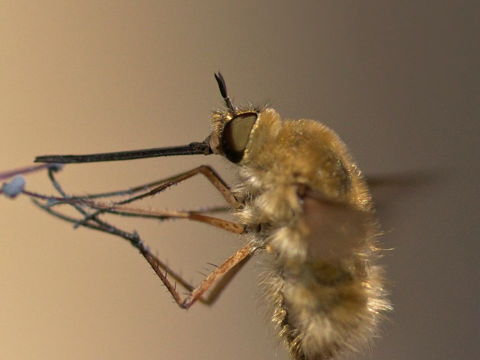 Mosquito