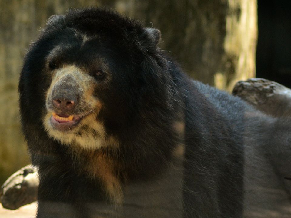 oso chucho