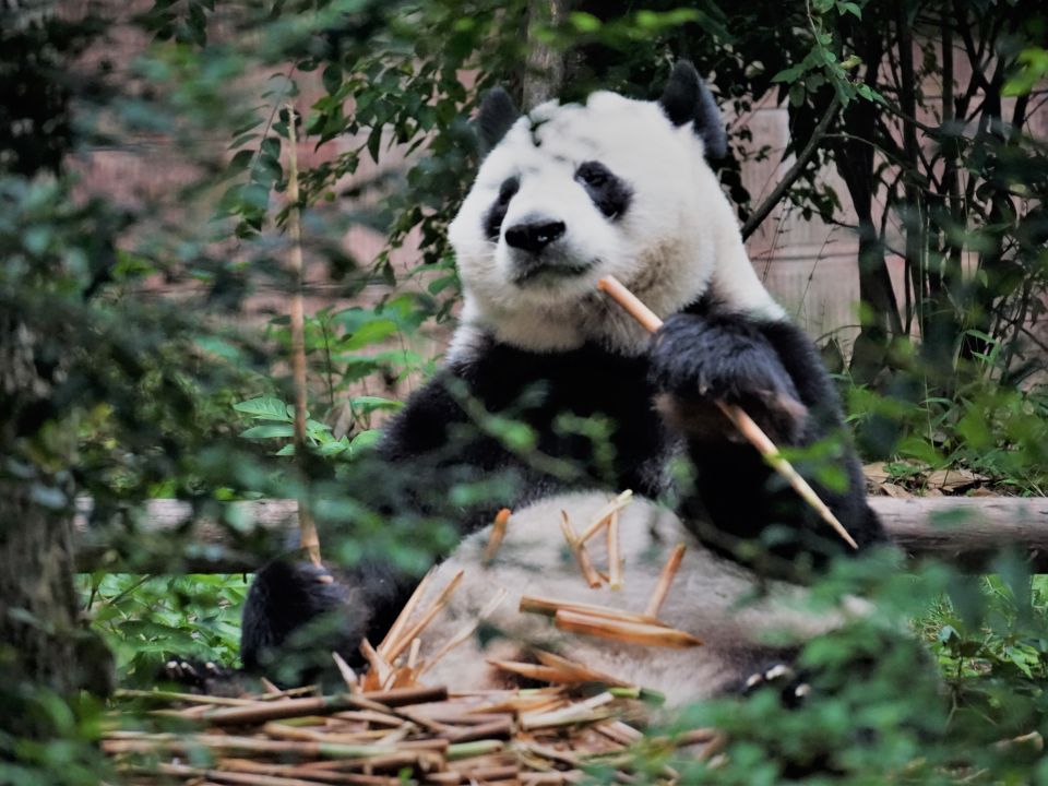 Panda