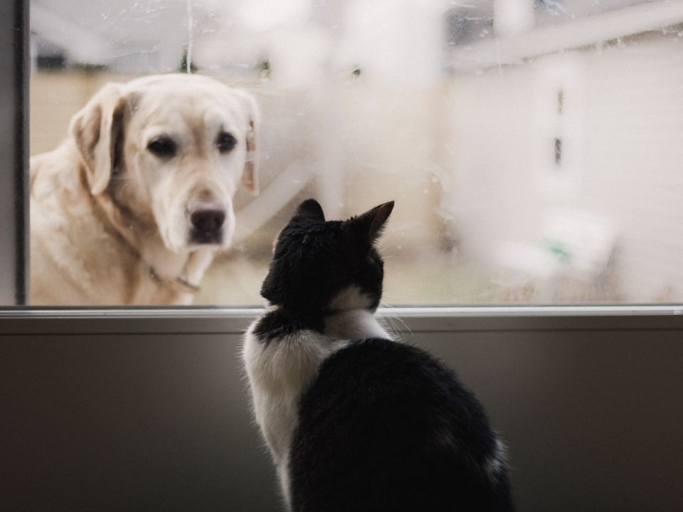 Gato y perro