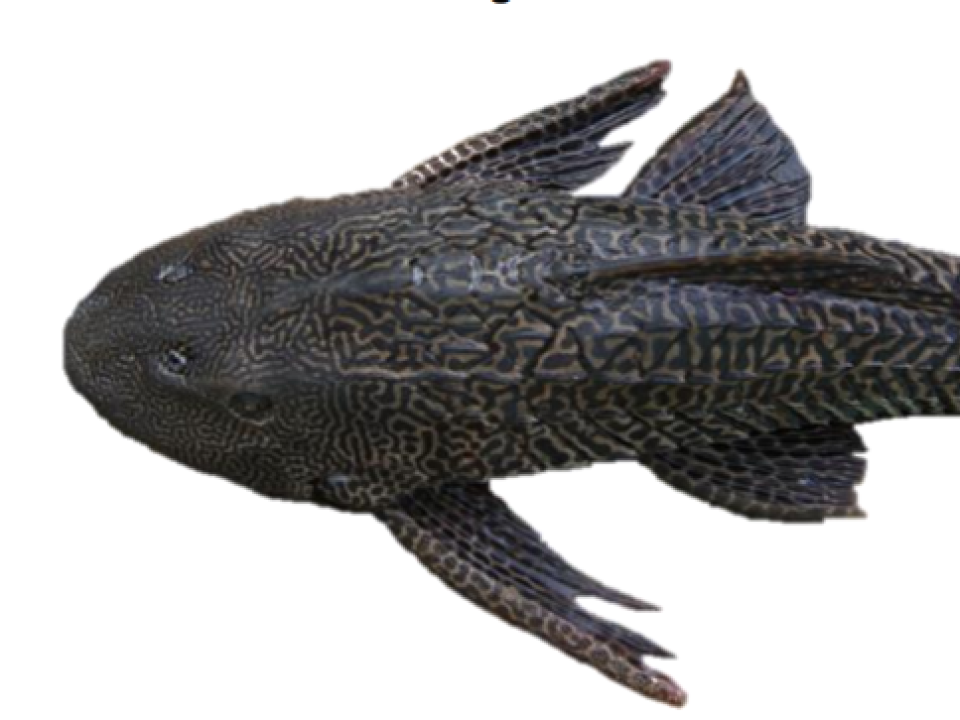 Pez pleco