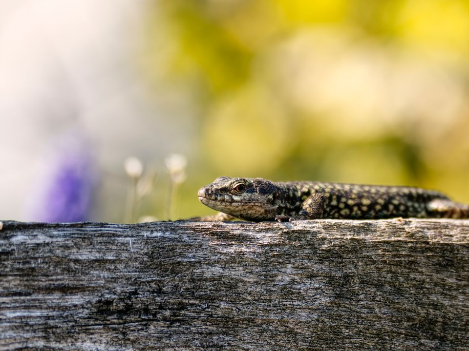 Reptil