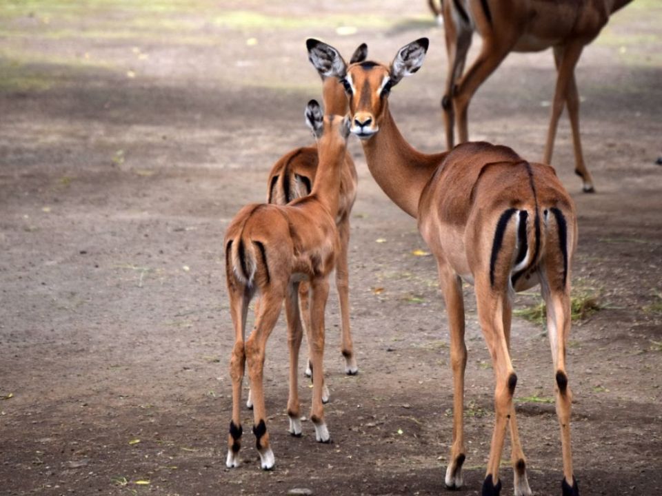 Impala