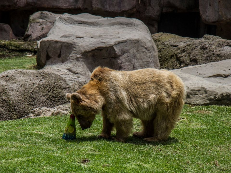 Oso