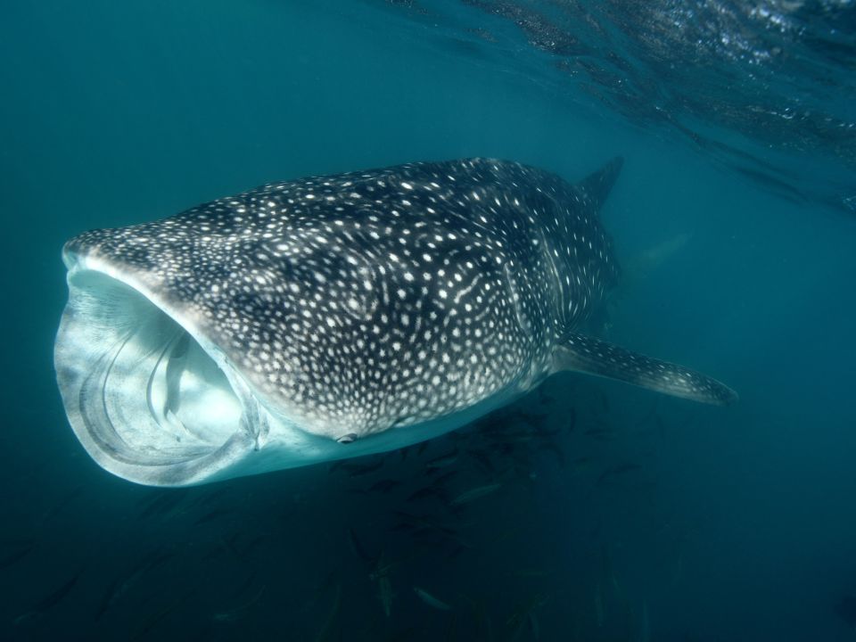  Tiburón ballena