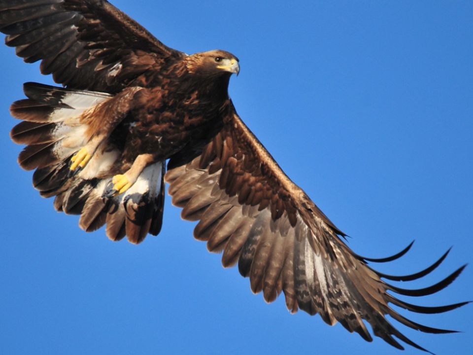 El águila real, amenazada por tráfico ilegal y cambio climático