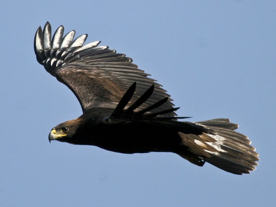 Aguila real