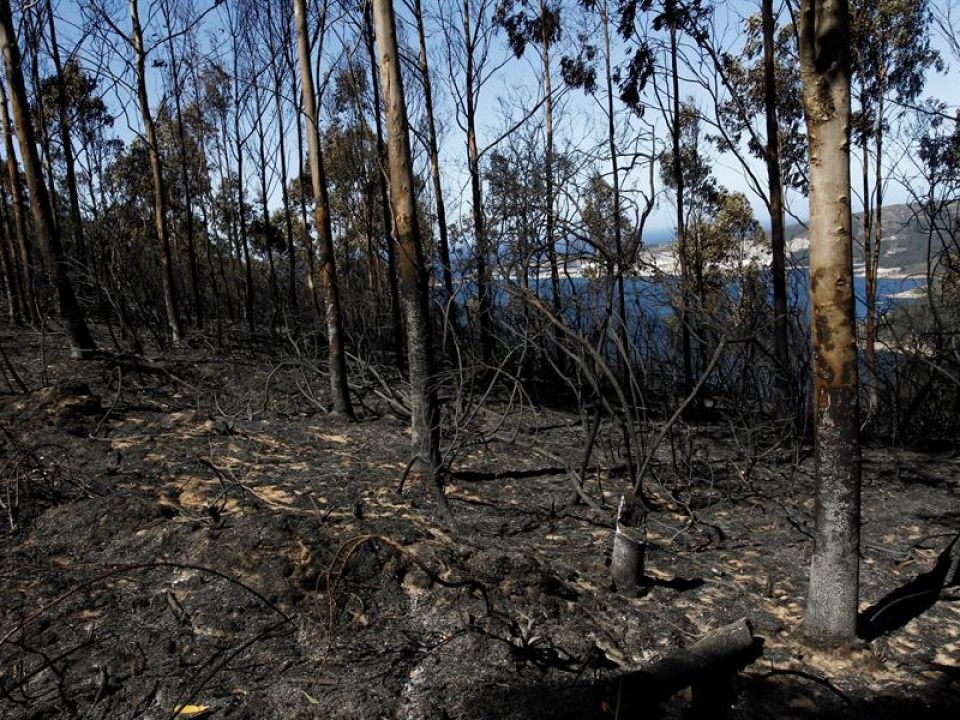 Bosque quemado