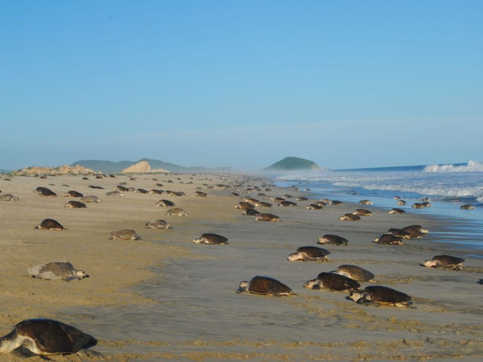 Tortuga golfina
