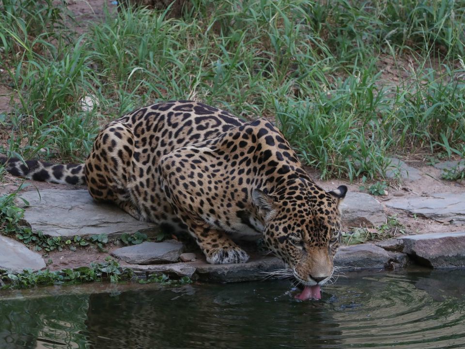 Jaguar