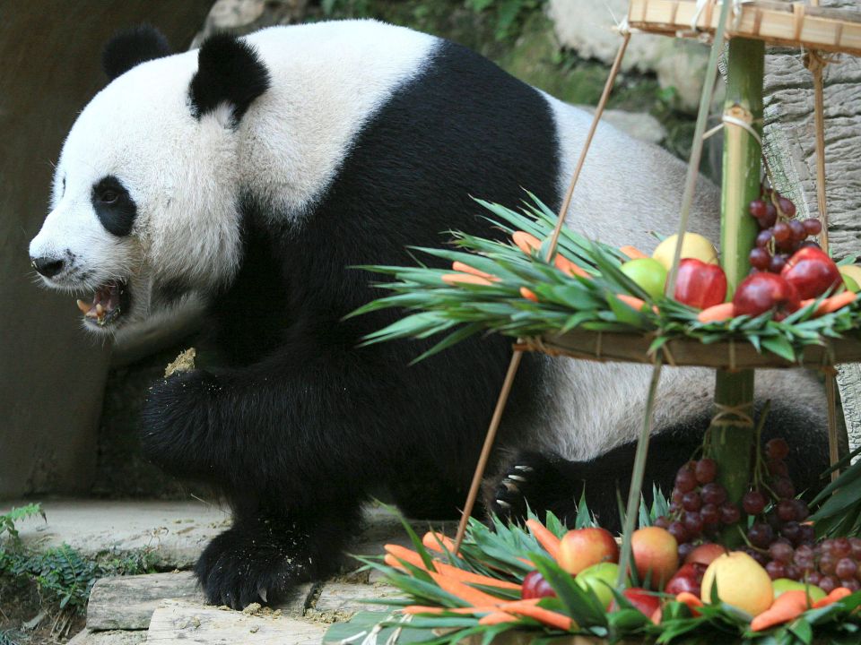 Panda gigante Chuang Chuang