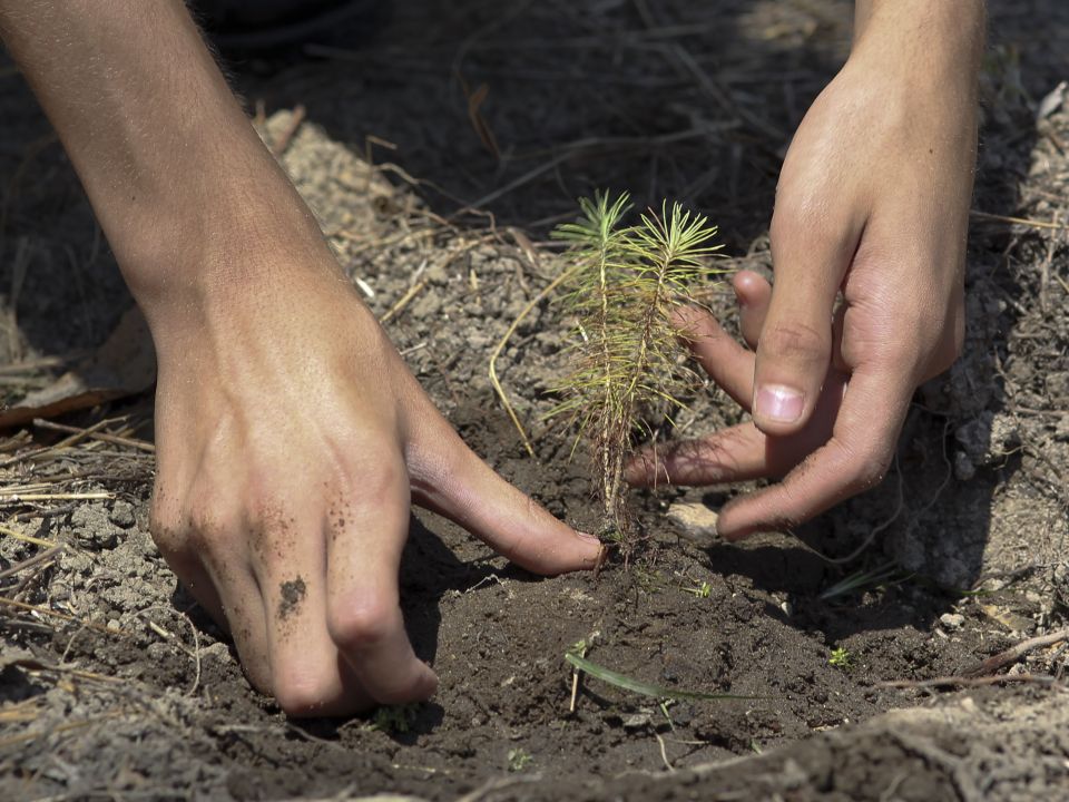 Reforestación