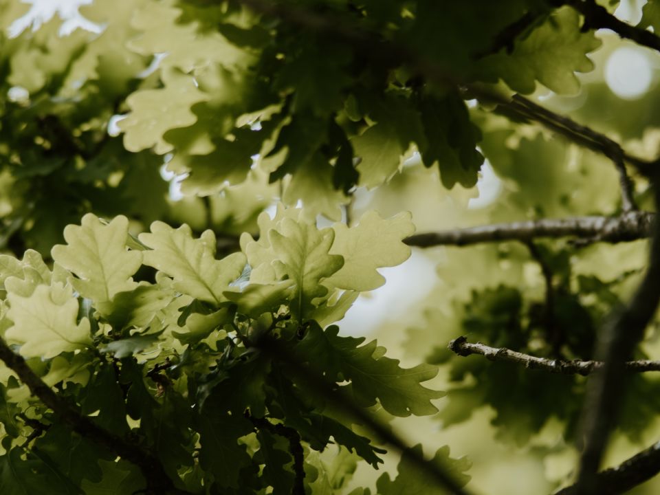Roble 