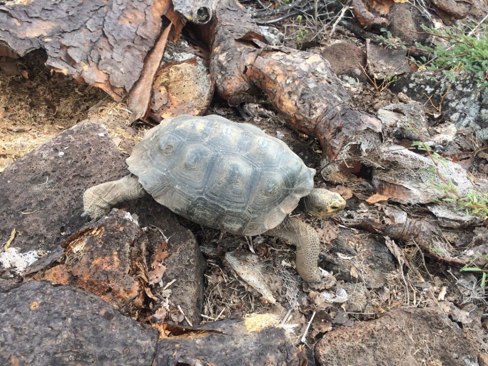 Tortuga Galapagos