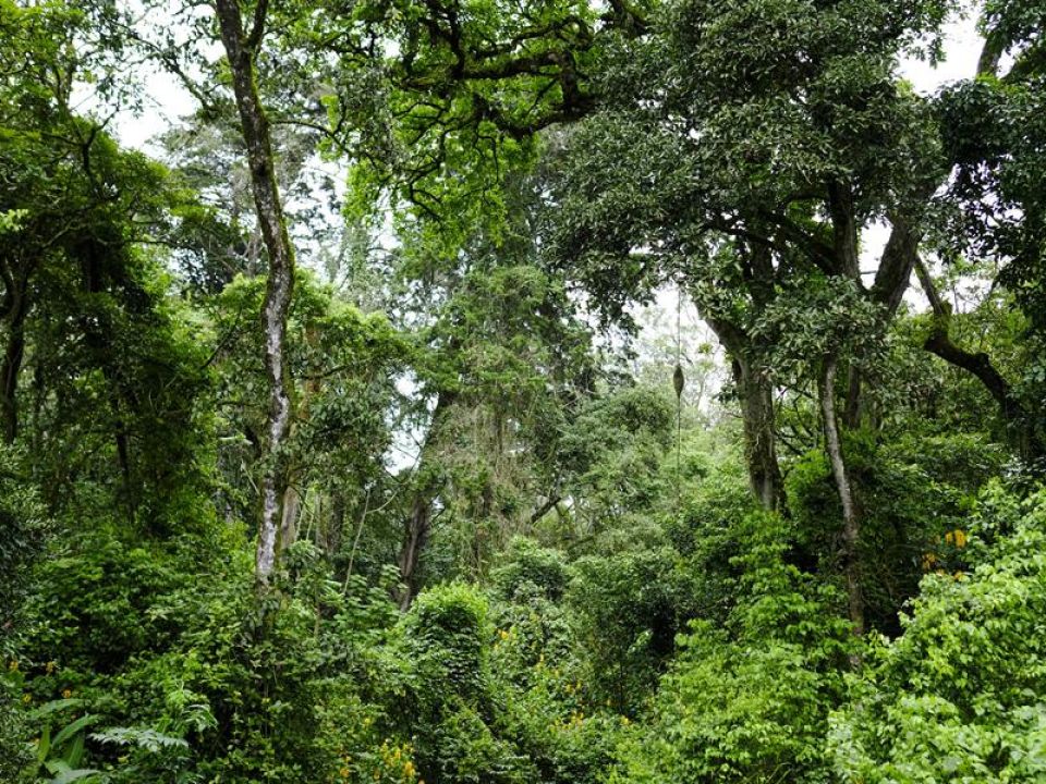 Bosque Costa Rica