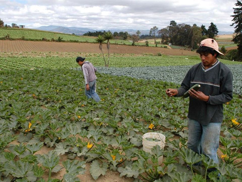 Campesinos